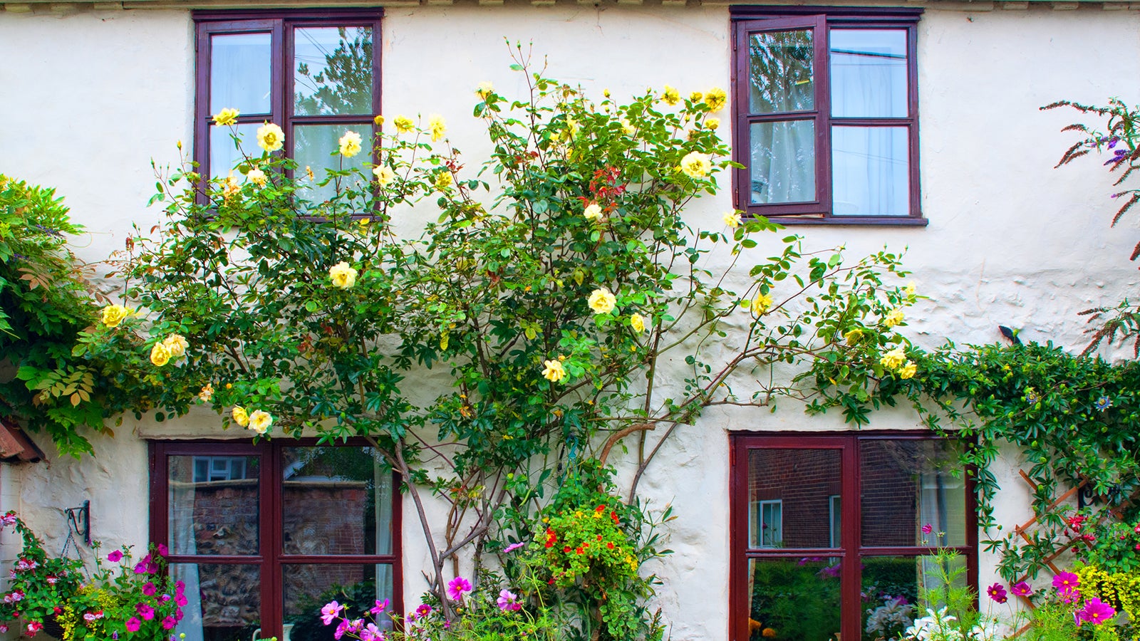 Gr ne Wand Tipps Zur Bepflanzung Der Hausfassade Weather gr-ne-wand-tipps-zur-bepflanzung-der-hausfassade-weather